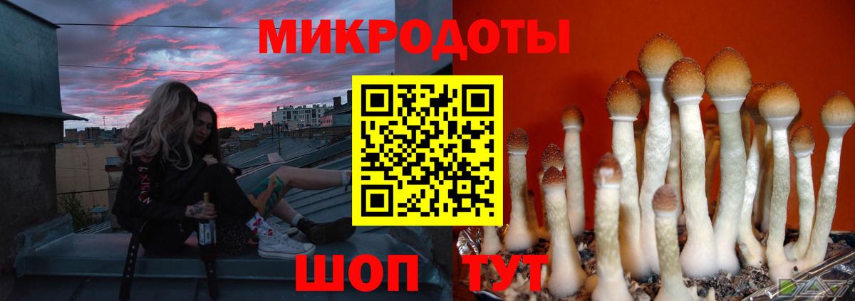 Галлюциногенные грибы Psilocybe Истра